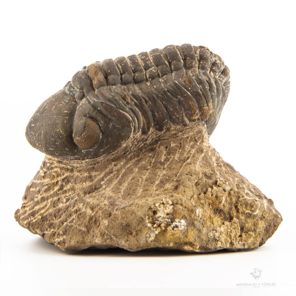TRILOBITES PHACOPS ENRROLLADO