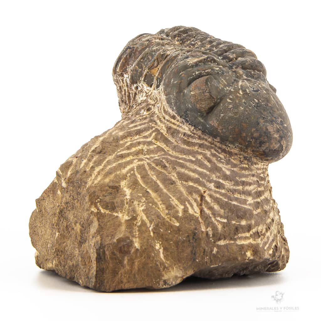 TRILOBITES PHACOPS ENRROLLADO