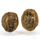 TRILOBITES FLEXICALYMENE EN NÓDULO ALNIF
