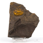 CONOCORYPE CIRINA