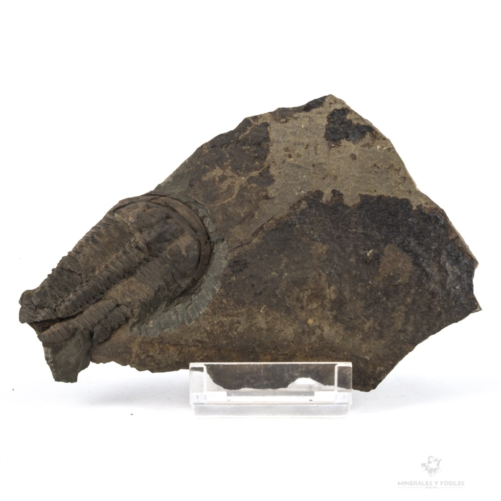 TRILOBITE PTYCHOPARIA STRIATA
