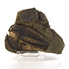 TRILOBITES CONOCORYPHE CIRINA JINCE